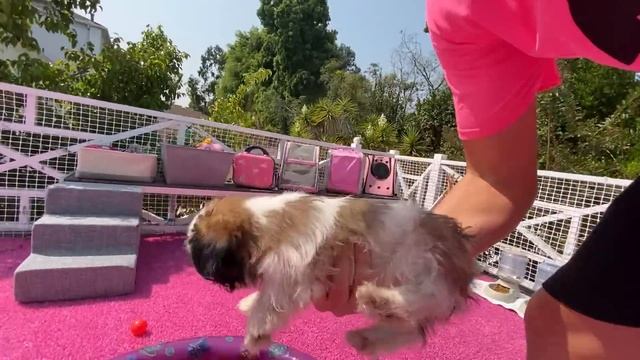 PUPPY PET STORE GRAND OPENING!! смотреть онлайн