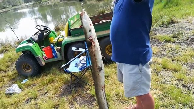 Морской Угорь. Монстры Австралии. смотреть онлайн