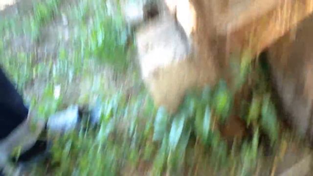 Спаривание АРМЯНСКИХ КРОЛИКОВ . смотреть онлайн