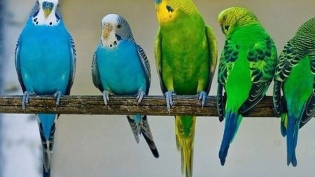 14 частых ошибок у владельцев волнистых попугаев // правильный уход и содержание