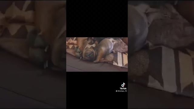 Щенки Китайского Чунцина !!! смотреть онлайн