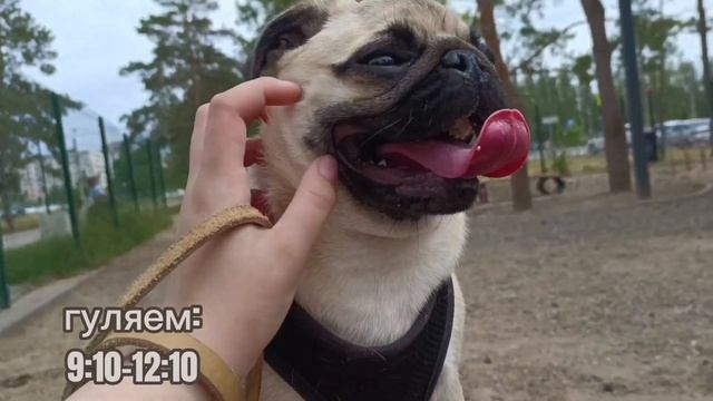 /ПЕРВЫЙ РАЗ НА СОБАЧЬЕЙ ПЛОЩАДКЕ/ МОПС ГРЕТТА/ ЧТО БРАТЬ? смотреть онлайн