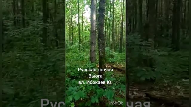 Русская гончая Вьюга вл. Ибокаев Юрий смотреть онлайн