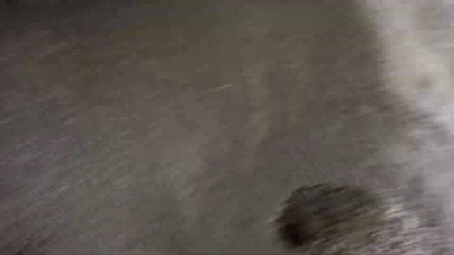 Очистка соняшника смотреть онлайн