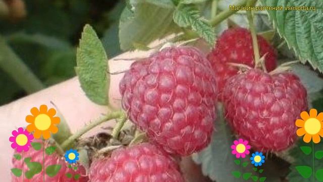 Малина летняя Дельбар Манифик. Краткий обзор, описание характеристик rubus daes Delbard Magnific смотреть онлайн