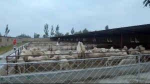 Китай на кончике языка II-06