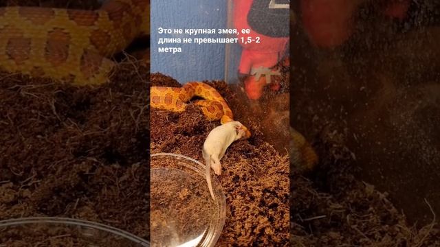 Маисовый полоз - идеальная змея для новичков #маисовыйполоз #snake #змеи #домашниеживотные смотреть онлайн