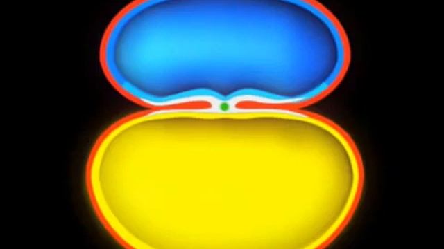 05 Folding of the Embryo смотреть онлайн