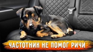 У Рея ПАНИКА. Частотник не вылечил Ричи от Дирофилярий.Кузя на меня рычит. Бася разнес врача.