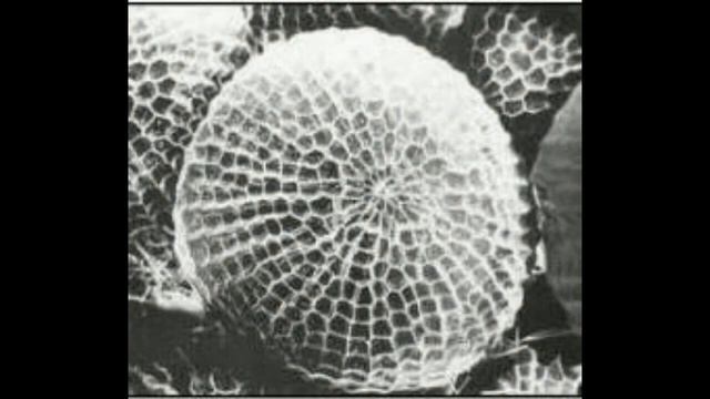 РОССИЙСКИЙ УЧЕНЫЙ ОТКРЫЛ ТАЙНУ АНТИГРАВИТАЦИИ ЛЕВИТАЦИИ СВЯТЫХ ЛЮДЕЙ! смотреть онлайн