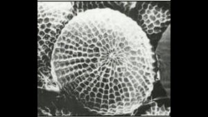 РОССИЙСКИЙ УЧЕНЫЙ ОТКРЫЛ ТАЙНУ АНТИГРАВИТАЦИИ ЛЕВИТАЦИИ СВЯТЫХ ЛЮДЕЙ!