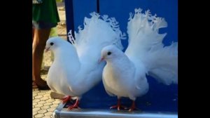 Андрей Бандера – Голуби. Песня с текстом.