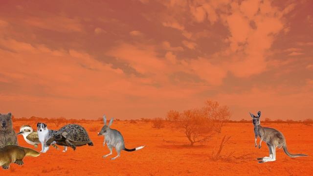 Australian Animals Size Comparison 2022 | desert animals names in Australia 2022 смотреть онлайн