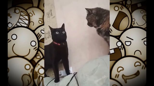 Петух из преисподней и другие странные животные! Новые видео приколы 2021 года #2:) Смех до слёз! смотреть онлайн