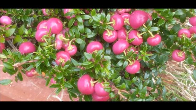 Gaultheria Plants Pink Flower Small Berry Ericaceae смотреть онлайн