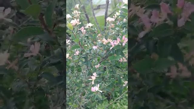 Beautiful pink bush смотреть онлайн