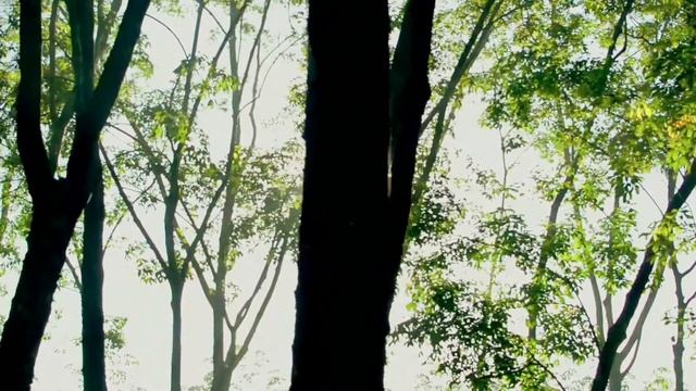 Расслабляющая музыка для сна • Музыка для засыпания, Снятие стресса, Медитативная музыка смотреть онлайн