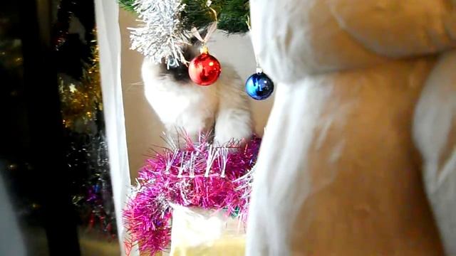 Лимоша и мишура смотреть онлайн