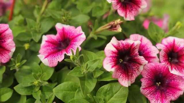 Фитодизайн, Стабилизированные растения, стабилизированный мох смотреть онлайн