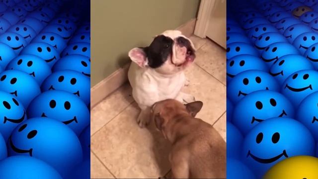 Смешные животные КОШКИ и СОБАКИ 2020