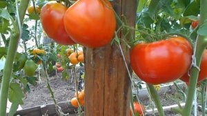 Сорт томата Кардина