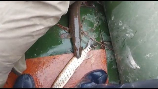 Рыбалка сетью на щуку и карася. Угольный смотреть онлайн