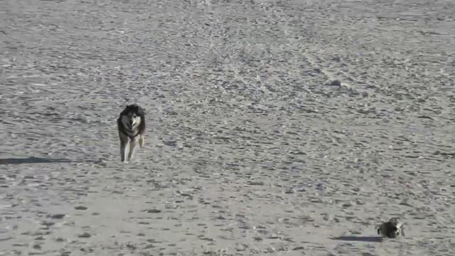 Курсинг, Ричард смотреть онлайн