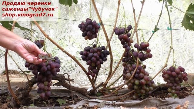 Виноград ФАРАОН - пригоден для хранения, класически приятный вкус, крупные ягоды и грозди смотреть онлайн