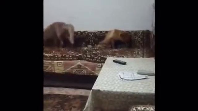 Lyalya & Venya rescued pet foxes. Домашние лисы Ляля и Веня смотреть онлайн