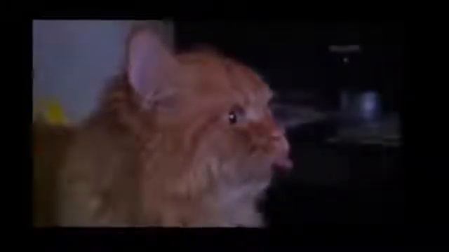 Смешные кошки Бокс