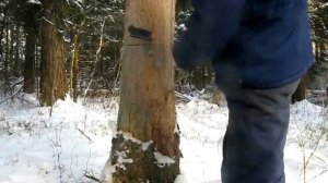 #077 (2018-01-25) спиливаем большую ель одной ножовкой