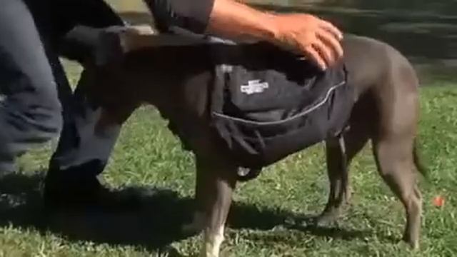 Dog Whisperer Dog Backpack by Cesar Millan смотреть онлайн