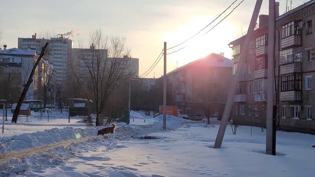 26 января 2022 г. Белка🐕Утро во дворе❄ смотреть онлайн
