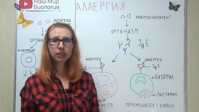Аллергия. Что такое аллергия? Механизм проявления аллергической реакции.