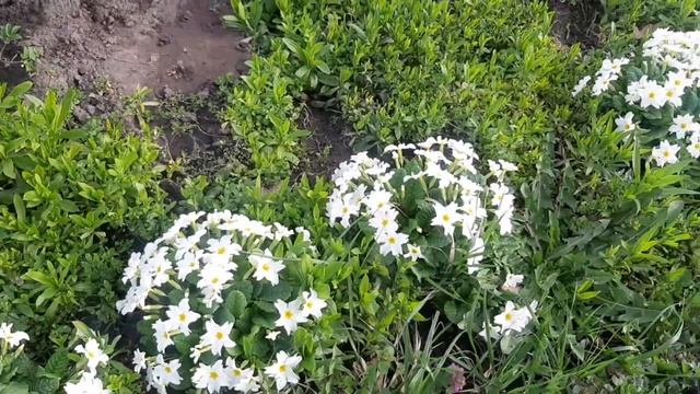 Я вижу утро! Я живу! ??#стихи смотреть онлайн