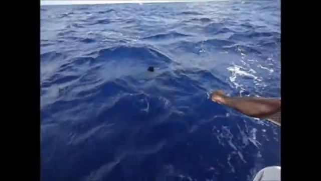 Fishing in the Dominican Republic. Marlin at 85 lb. ( Рыбалка в Доминикане. Марлин на 40 кг ). смотреть онлайн