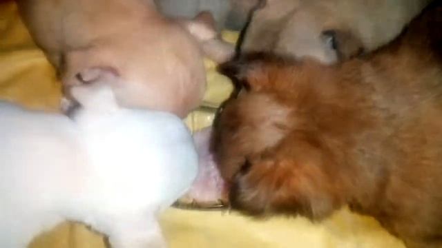 Чихуахуа 38 дней,кушают сырую индейку смотреть онлайн