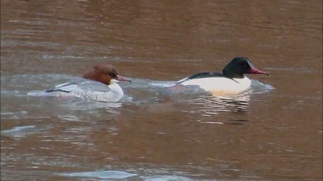Des Harles bièvres migrateurs sur la Vesdre à Chaudfontaine (Province de Liège, Belgique).. смотреть онлайн