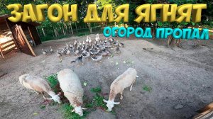 Загон для ягнят. Что стало с огородом ? [Жизнь в деревне]