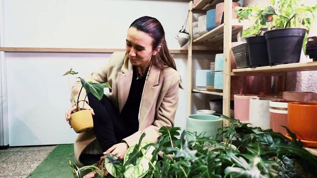 Pierwsza dostawa w Nowych Roku 2023 ! Philodendron Gloriosum Variegata w Centrum Ogrodnicze Silesia смотреть онлайн