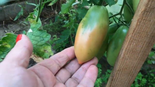 Обзор сортов урожая помидоров в теплице Помидоры в открытом грунте смотреть онлайн