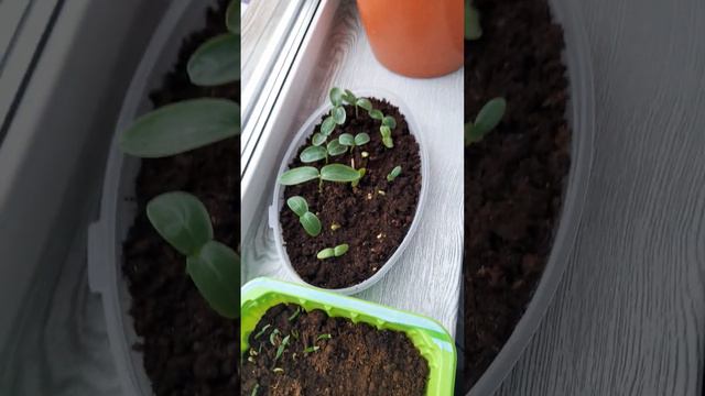 #РукоделиеотГалины Перец, огурцы через 10 дней после посадки. Всходы хорошие