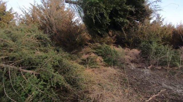Dredging a Pond & Clearing Trees with a CAT 308 смотреть онлайн