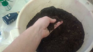 Размножение голубики черенками.Так размножить голубику сможет каждый