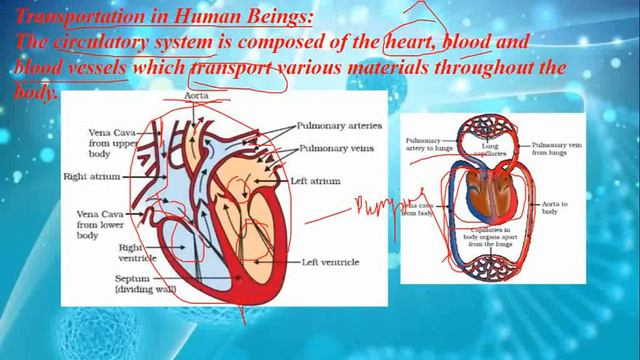 LIFE PROCESSES PART 4(TRANSPORTATION)-MINDMAP REVISION