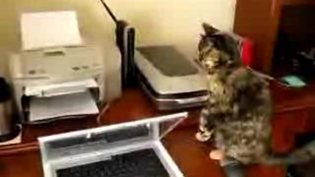 КОТ смотреть онлайн