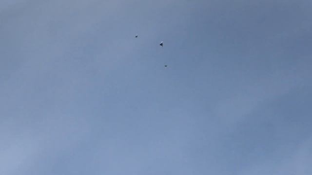 Тренировка молодых голубей смотреть онлайн