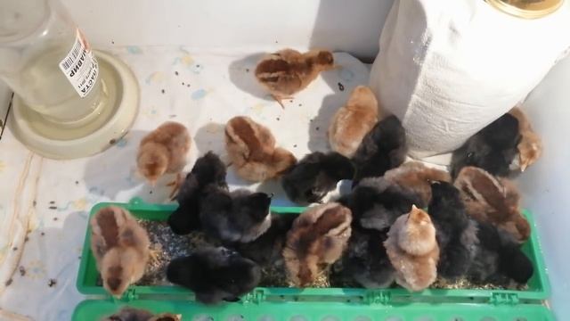 Цыплята новый вывод - билефельдеры и барбезье смотреть онлайн