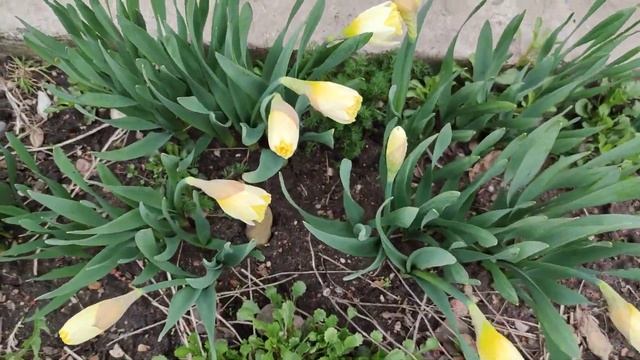 Почему нарциссы не цветут