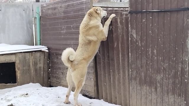 #volkodav#Кобра ждём пополнения#кавказскийволкодав#29.11.23г смотреть онлайн